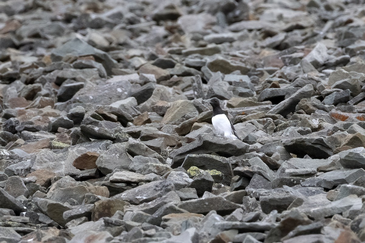 Dovekie - ML646194381