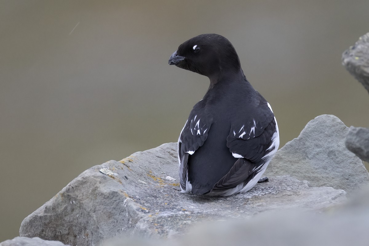 Dovekie - ML646194382