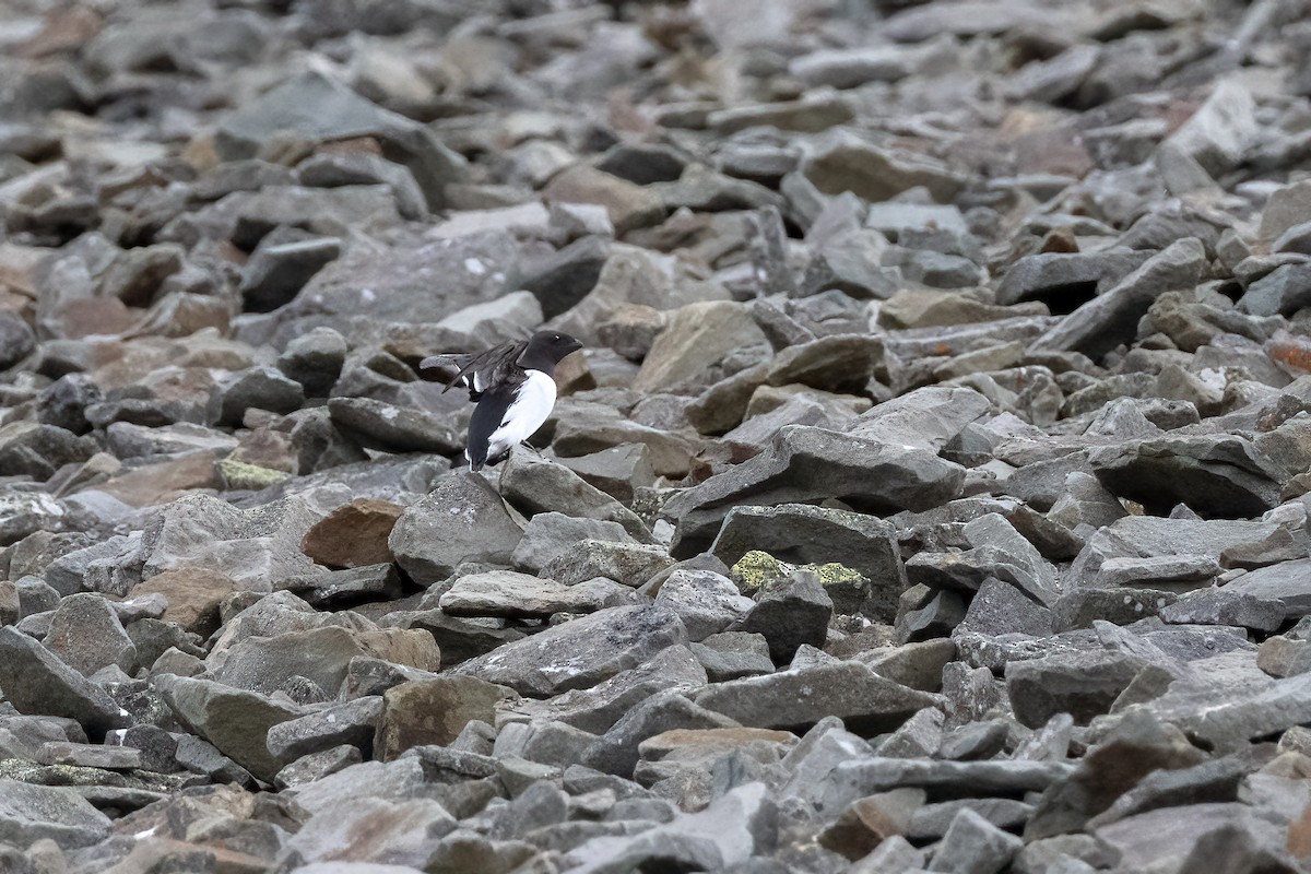 Dovekie - ML646194383