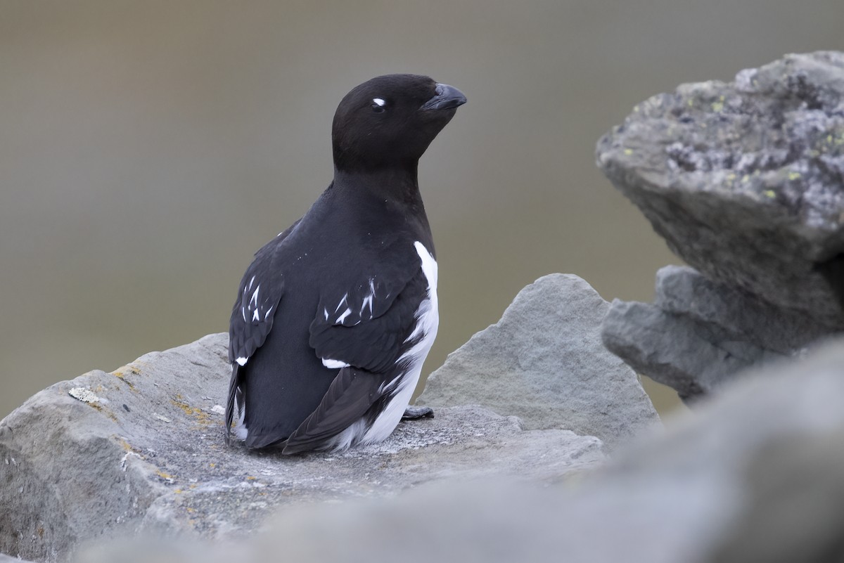 Dovekie - ML646194384