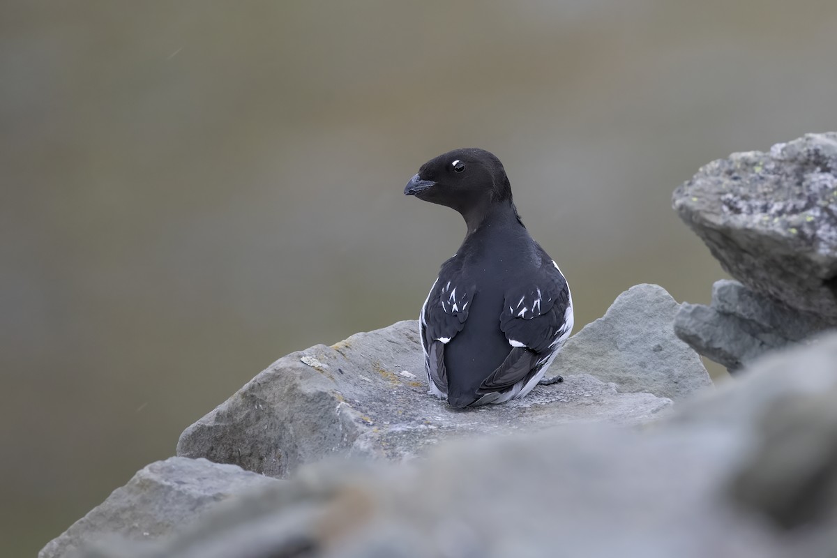 Dovekie - ML646194385