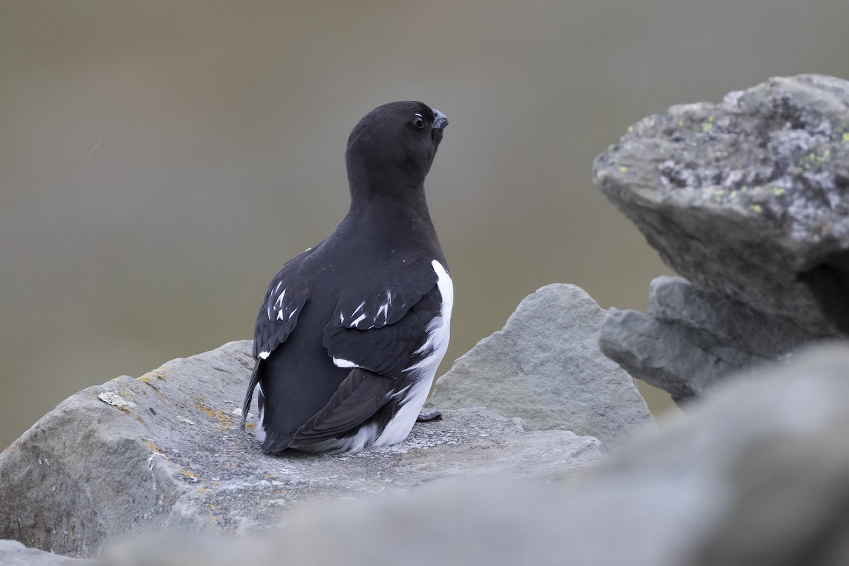 Dovekie - ML646194386