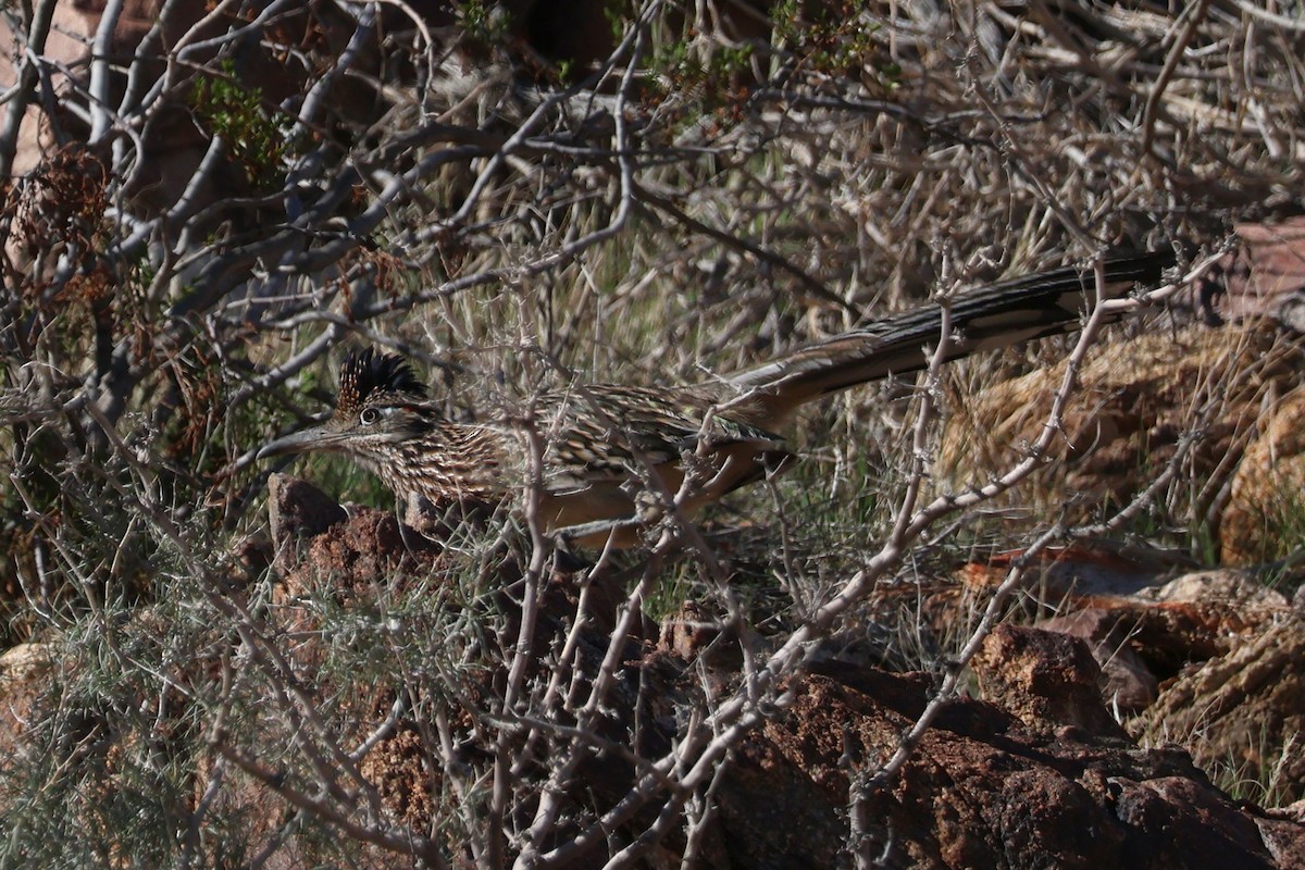 Greater Roadrunner - ML646194389