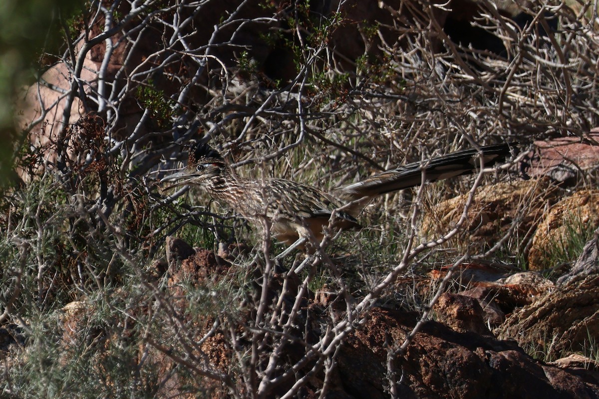 Greater Roadrunner - ML646194390