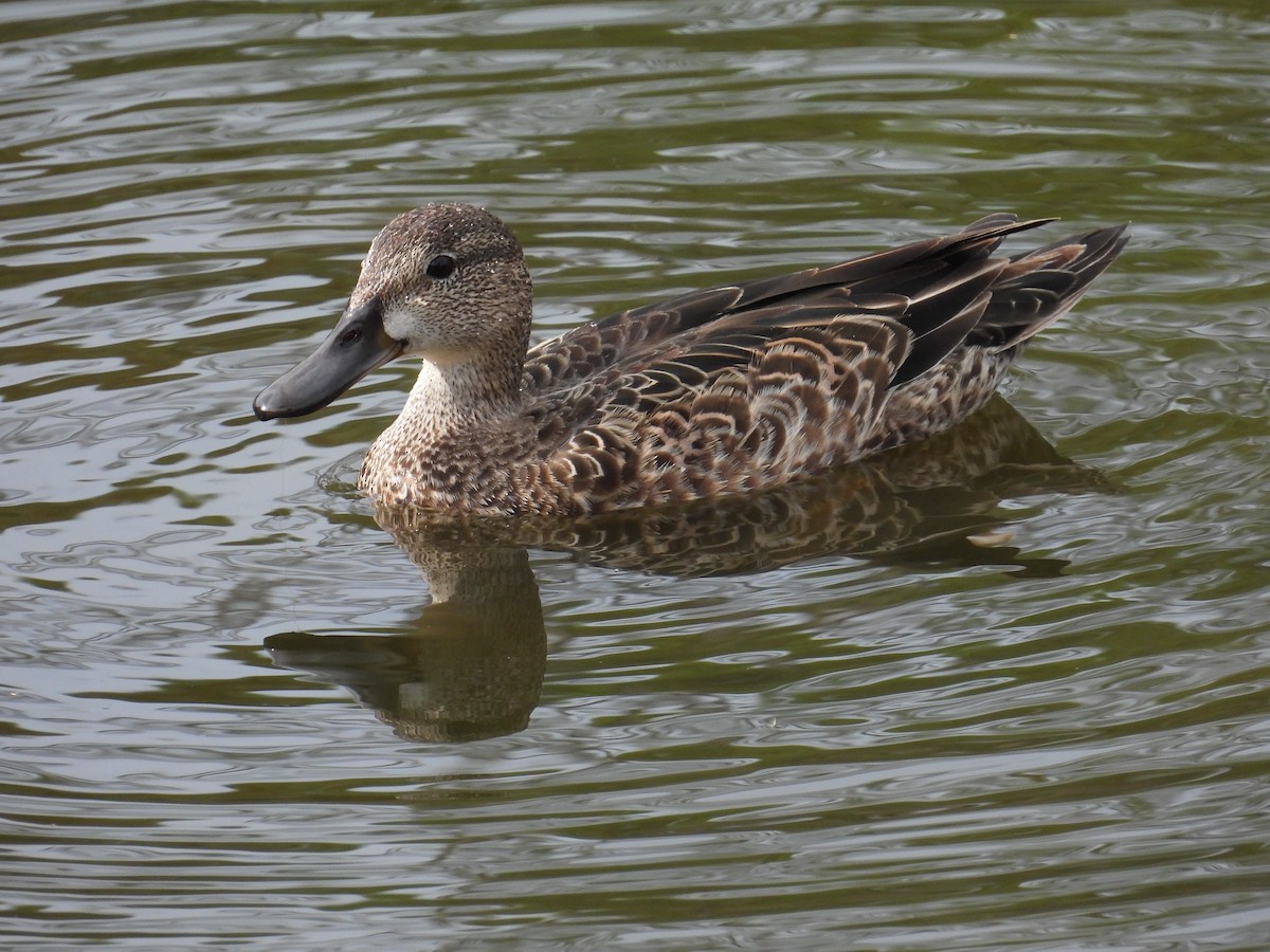 Blue-winged Teal - ML646194396