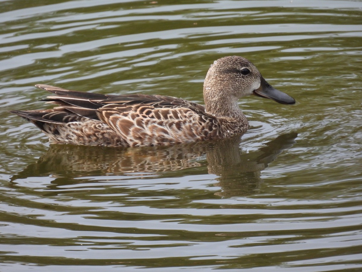 Blue-winged Teal - ML646194398