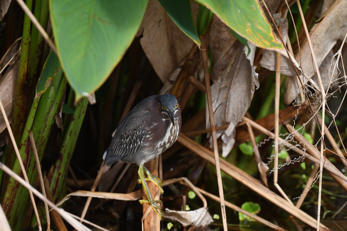 Green Heron - ML646194408