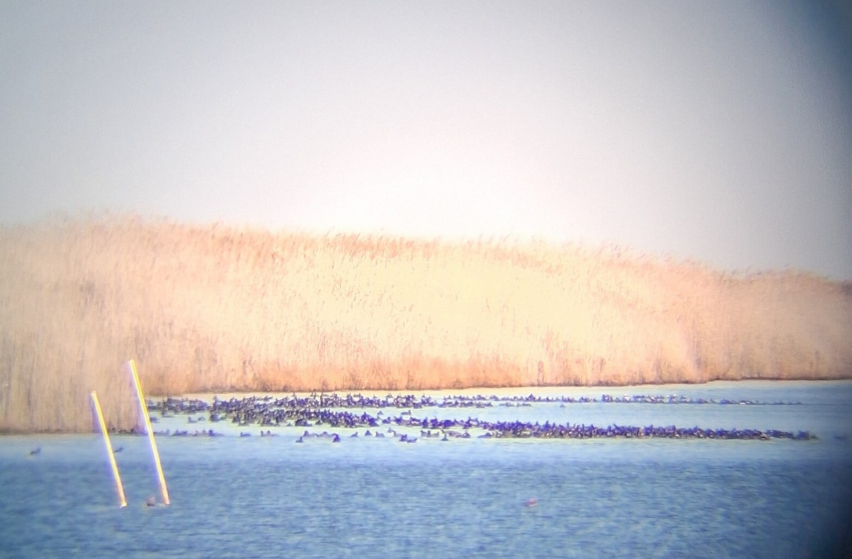 American Coot - ML646194428