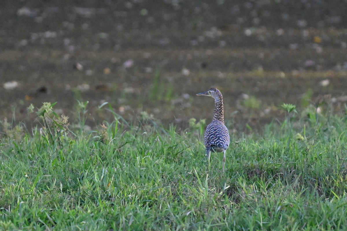 Bare-throated Tiger-Heron - ML646194432