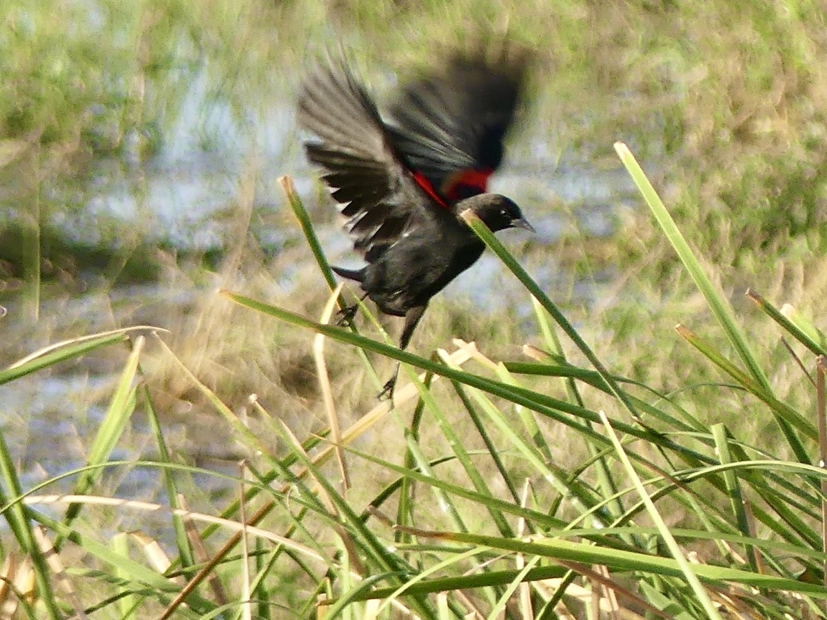 Red-winged Blackbird - ML646194440