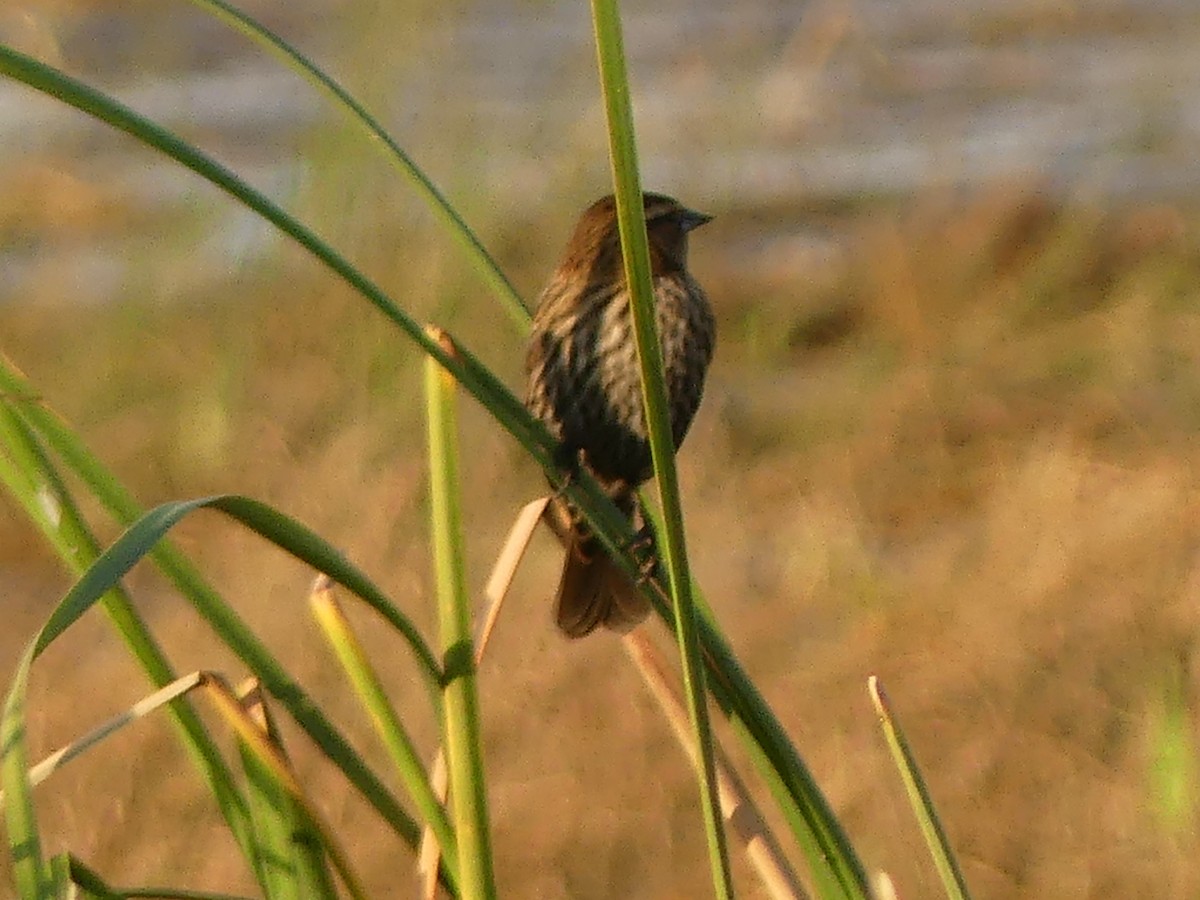 Red-winged Blackbird - ML646194441