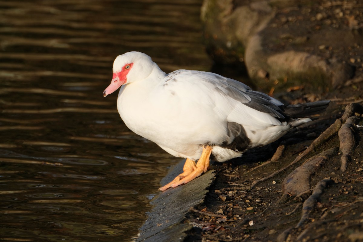 番鴨(馴化)(薑母鴨) - ML646194442