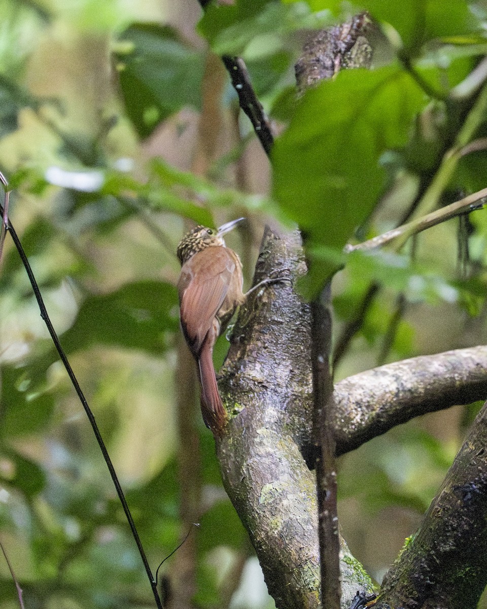 Cocoa Woodcreeper - ML646194443
