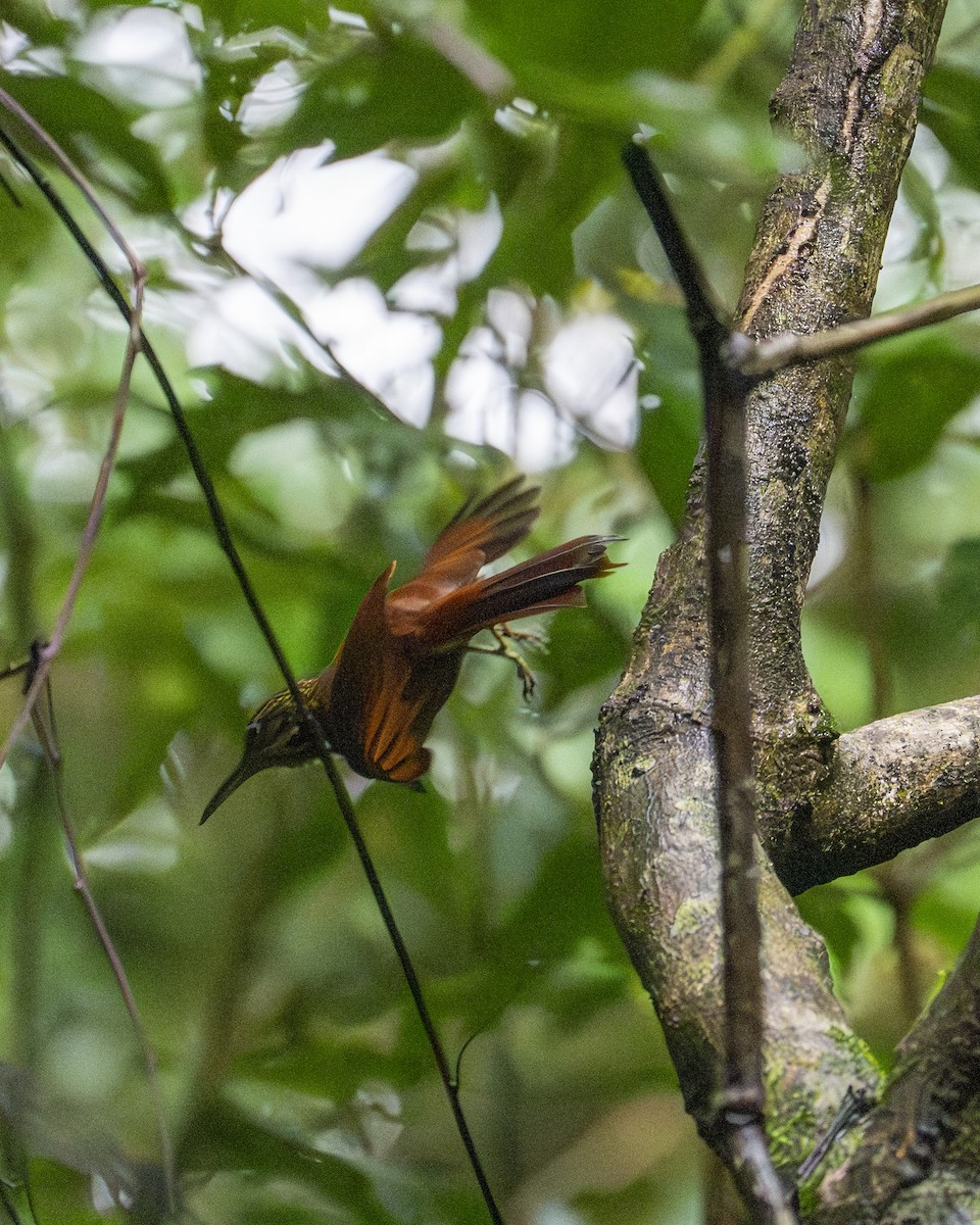 Cocoa Woodcreeper - ML646194444