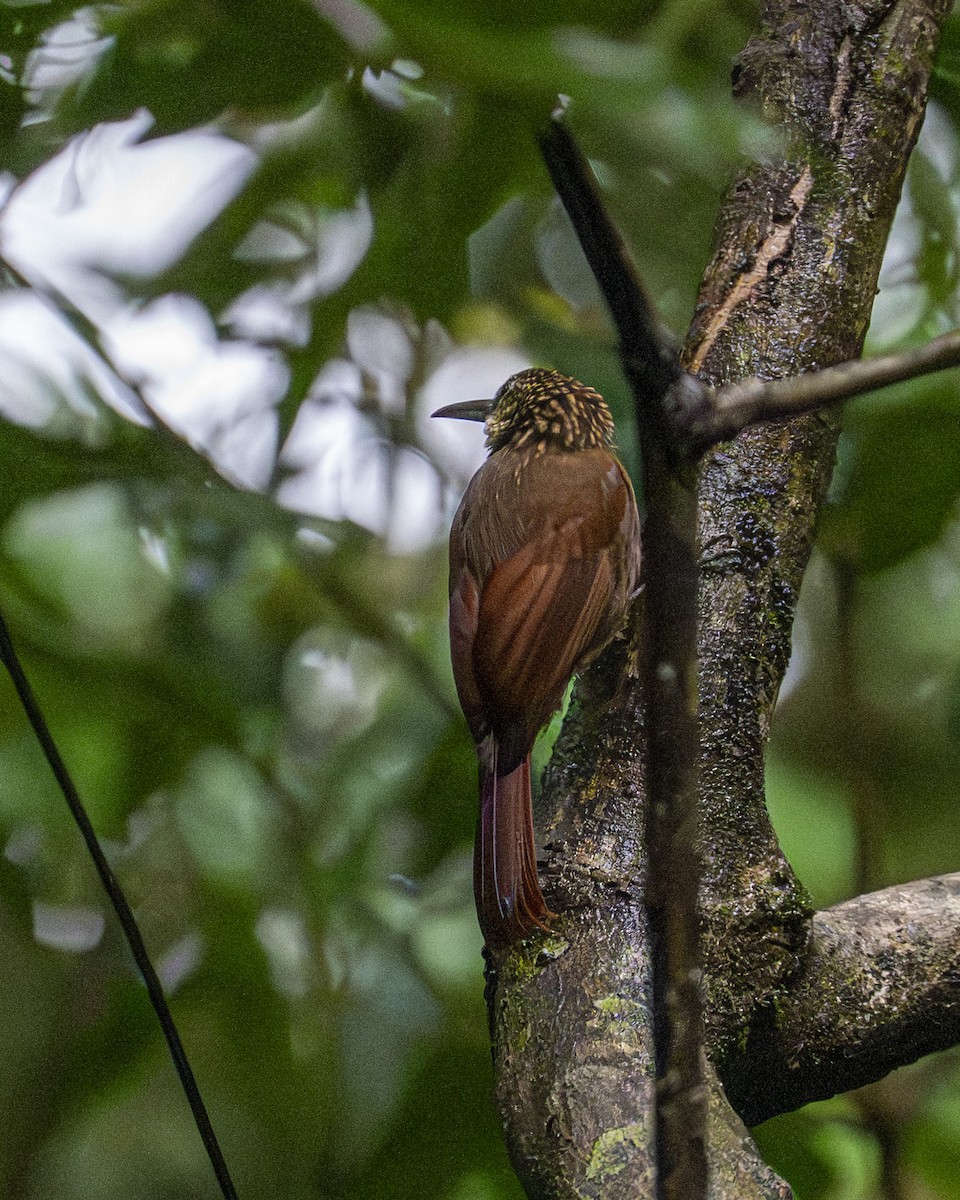 Cocoa Woodcreeper - ML646194445