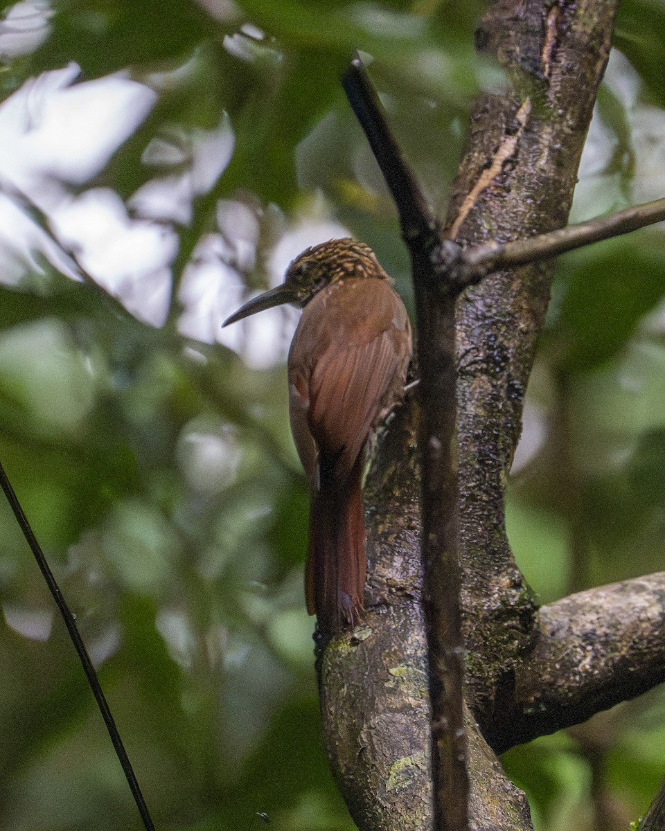 Cocoa Woodcreeper - ML646194446