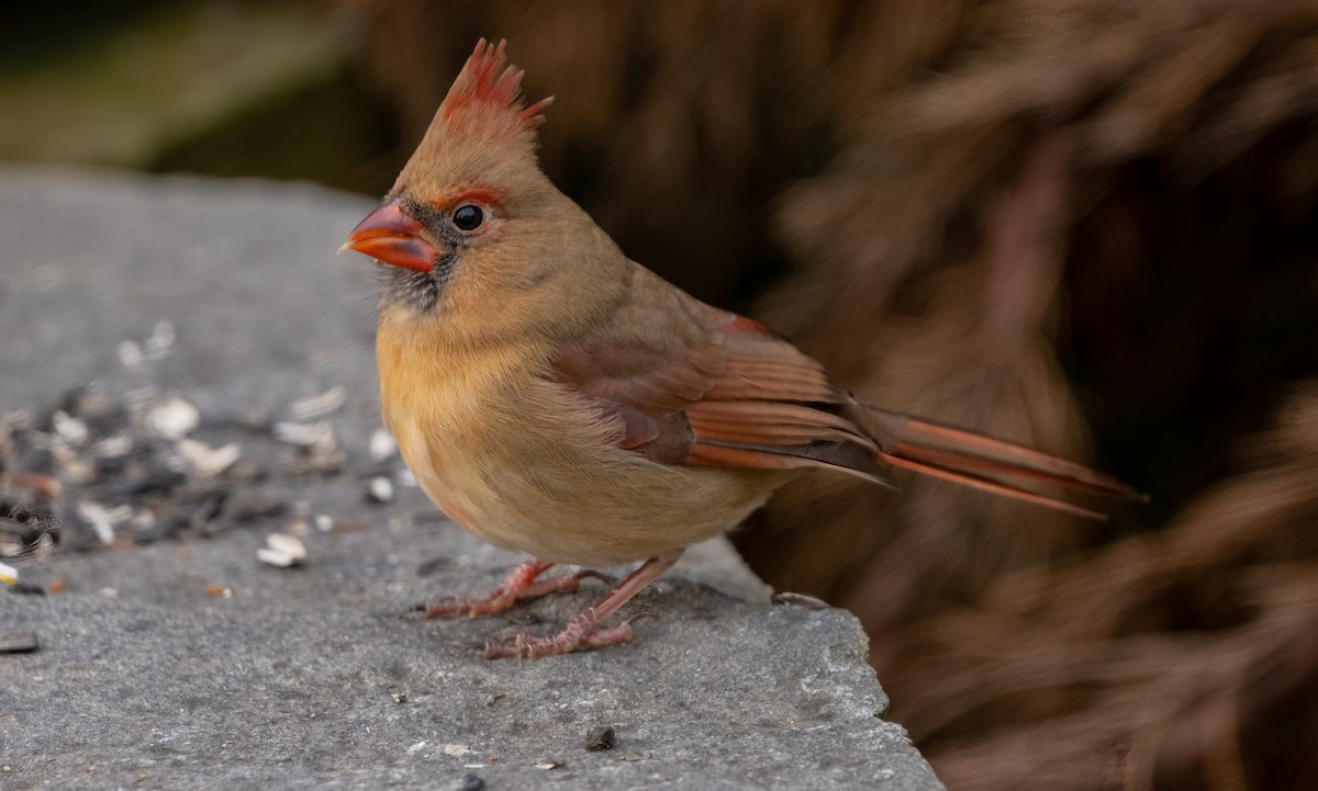 Northern Cardinal - ML646194447