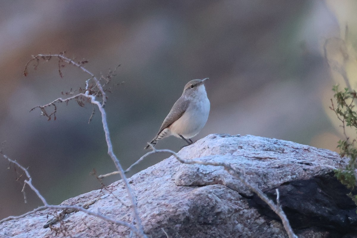 Rock Wren - ML646194449