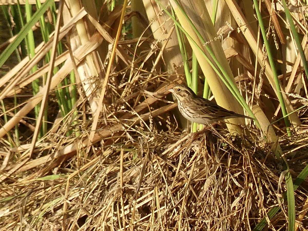 稀樹草鵐 - ML646194452