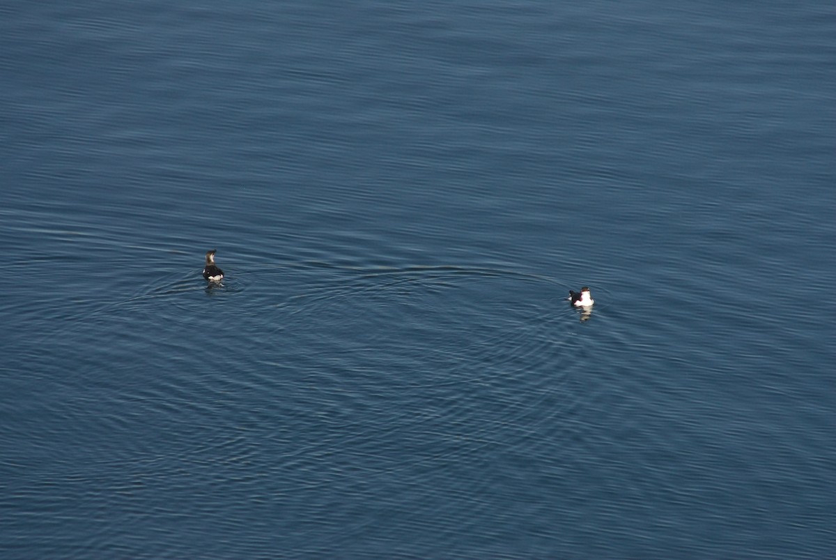 Razorbill - ML646194453