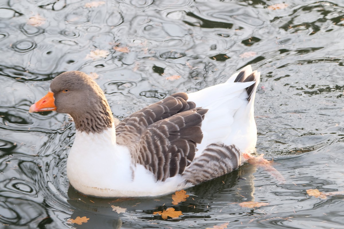 husa velká - ML646194454