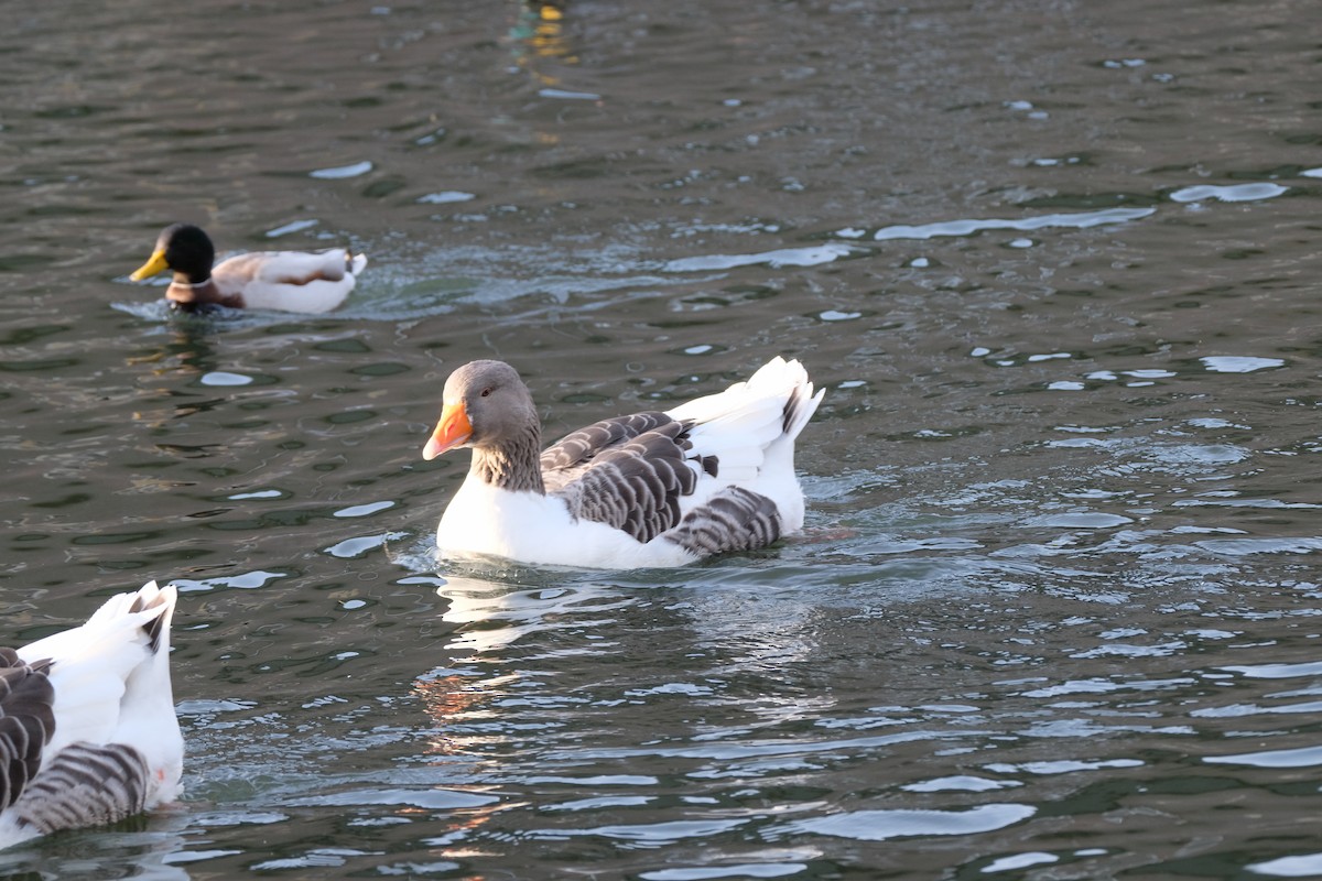 husa velká - ML646194455