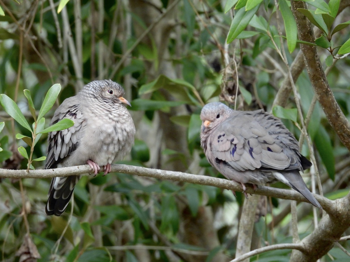 Common Ground Dove - ML646194456