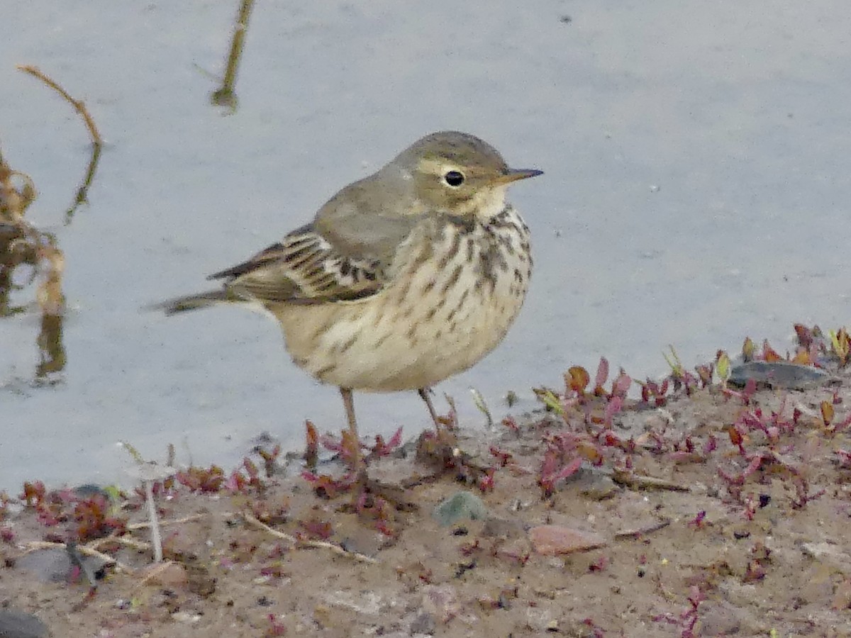 American Pipit - ML646194459