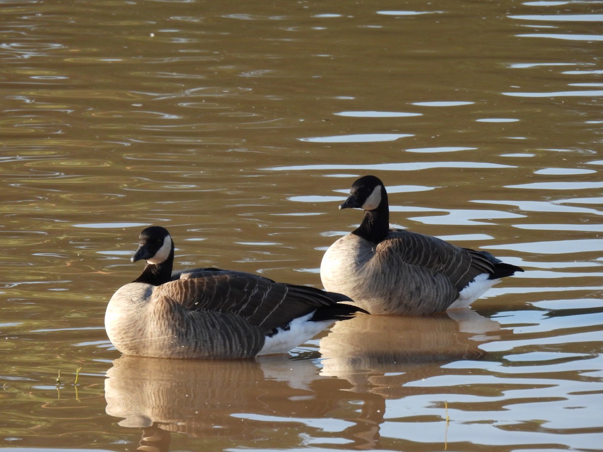 Cackling Goose - ML646194462