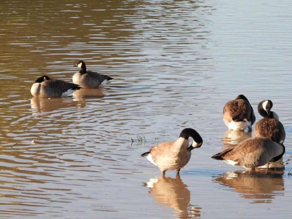 Cackling Goose - ML646194466