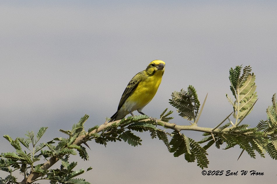 White-bellied Canary - ML646194468