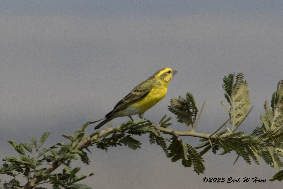 White-bellied Canary - ML646194469