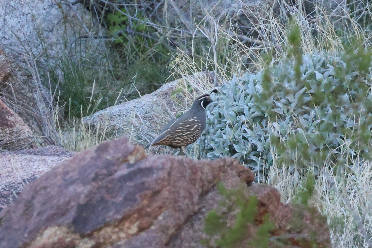 křepel kalifornský - ML646194471