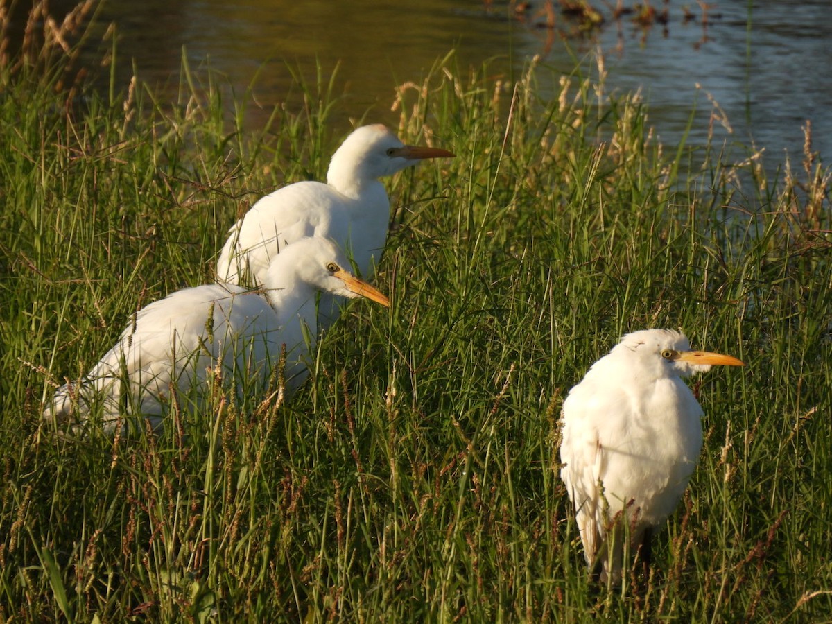 Western Cattle-Egret - ML646194472