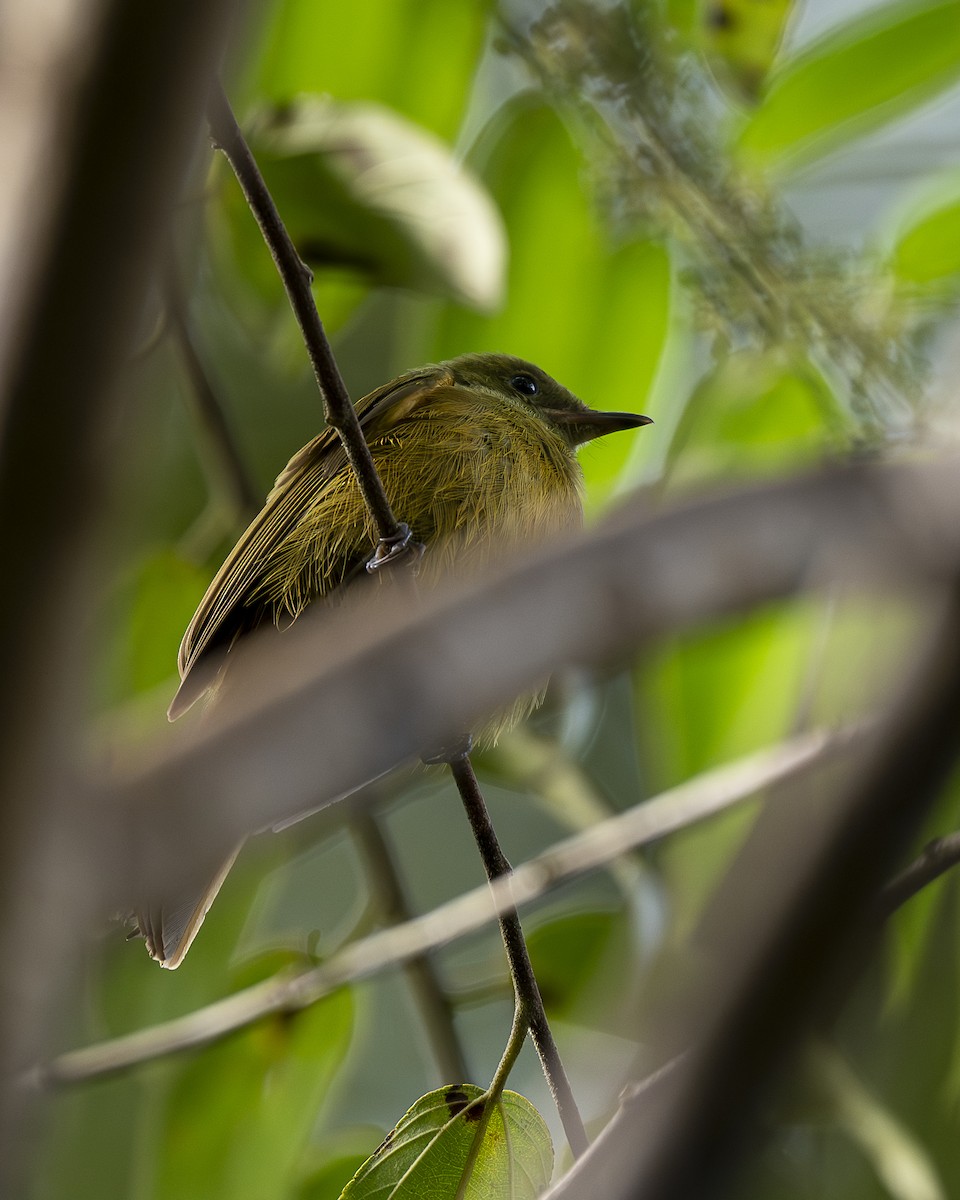 Pipromorphe roussâtre - ML646194476