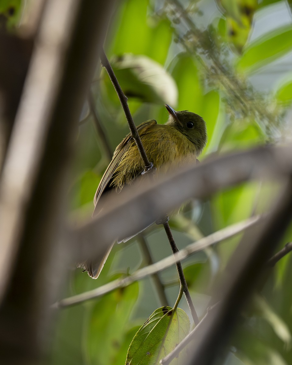 Pipromorphe roussâtre - ML646194477