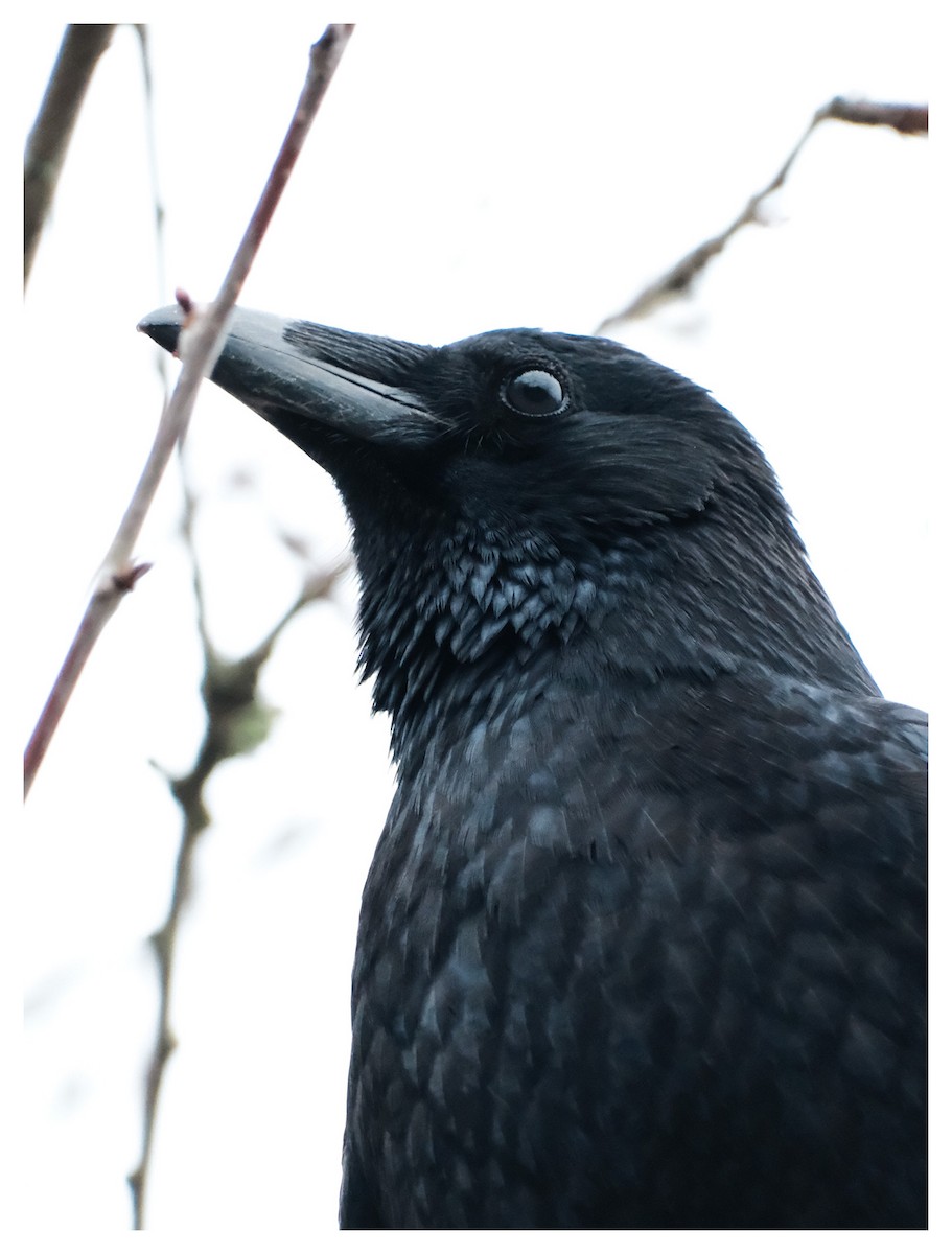 Carrion Crow - ML646194478