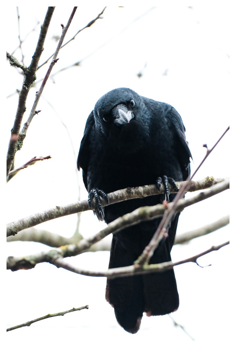 Carrion Crow - ML646194479