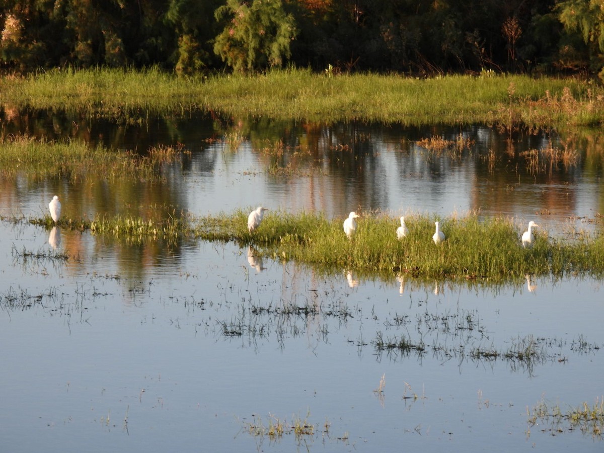 Western Cattle-Egret - ML646194489