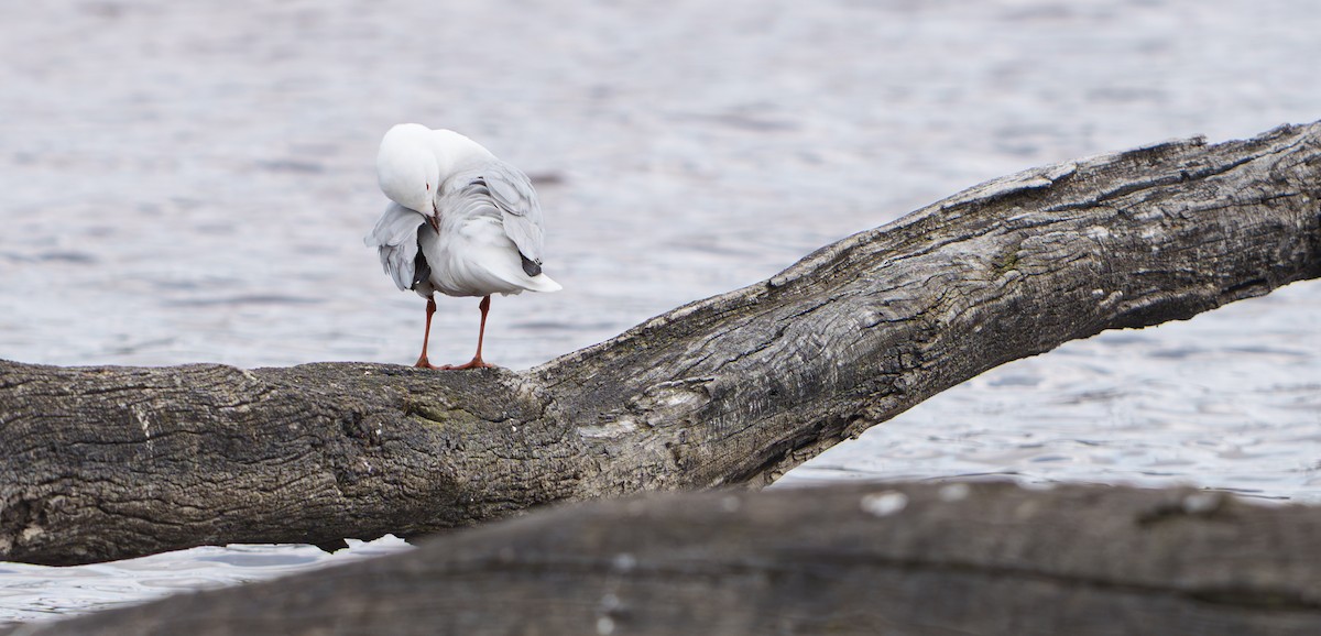 Silver Gull - ML646194492