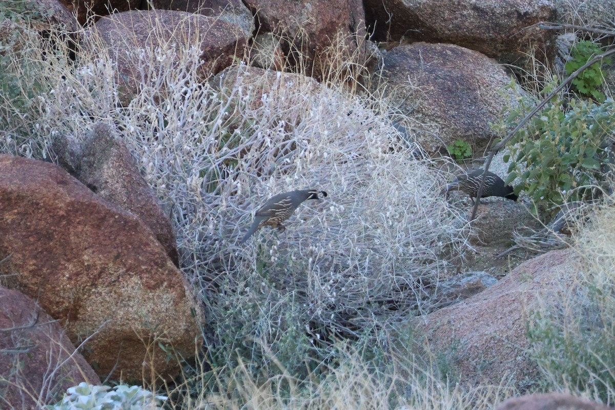 California Quail - ML646194495