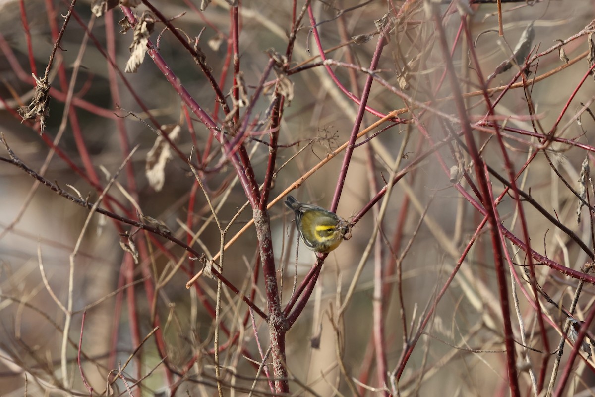 Townsend's Warbler - ML646194501