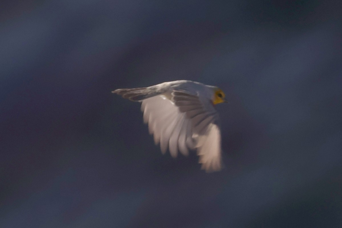 moudivláček žlutohlavý - ML646194507