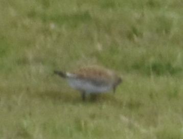 Сивка звичайна - ML646194509