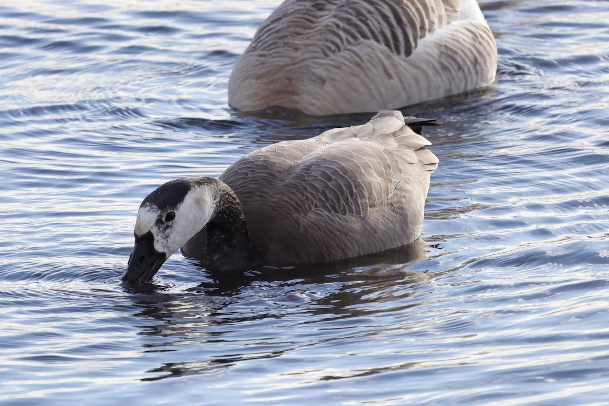 goose sp. - ML646194512