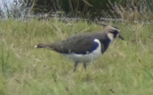 Northern Lapwing - ML646194513