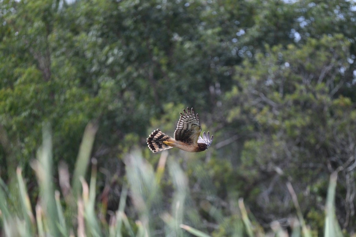 Northern Harrier - ML646194514