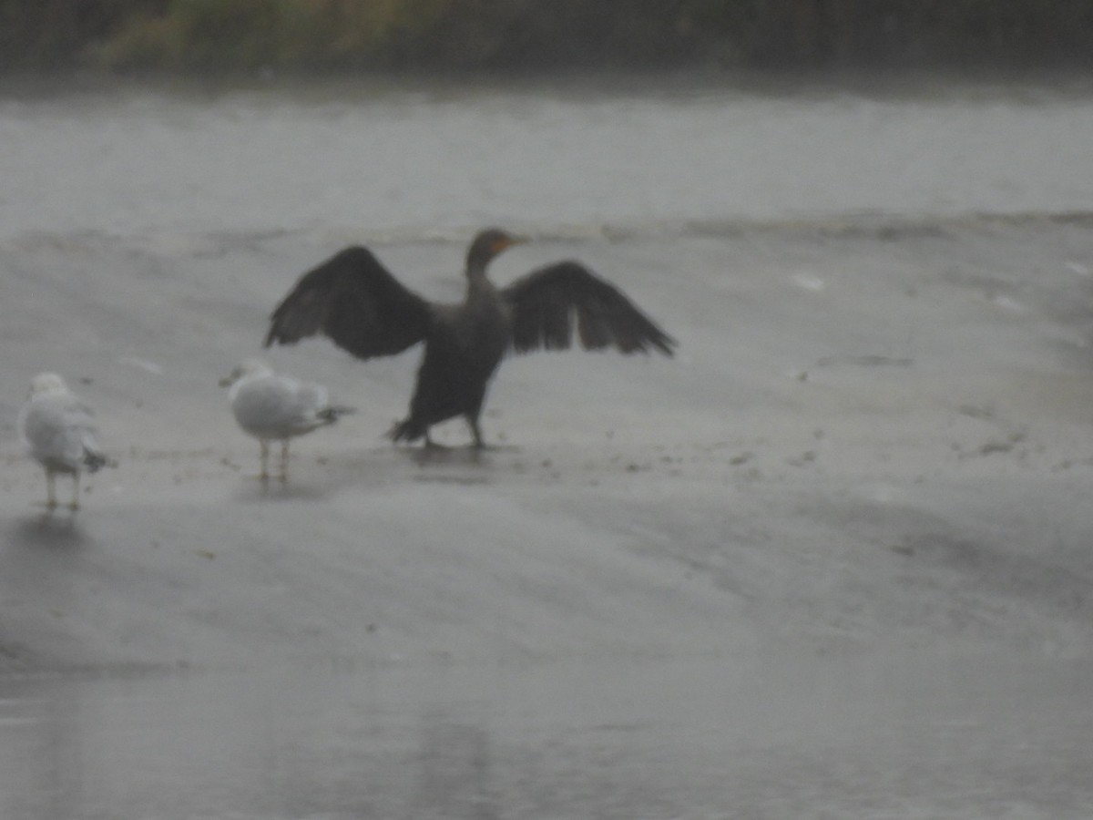 Double-crested Cormorant - ML646194515