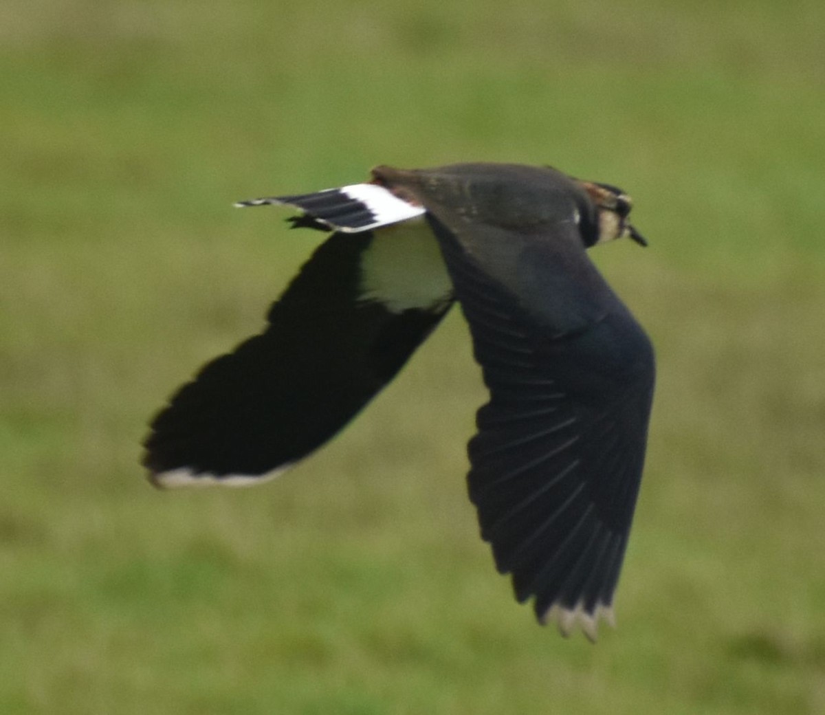 Northern Lapwing - ML646194516