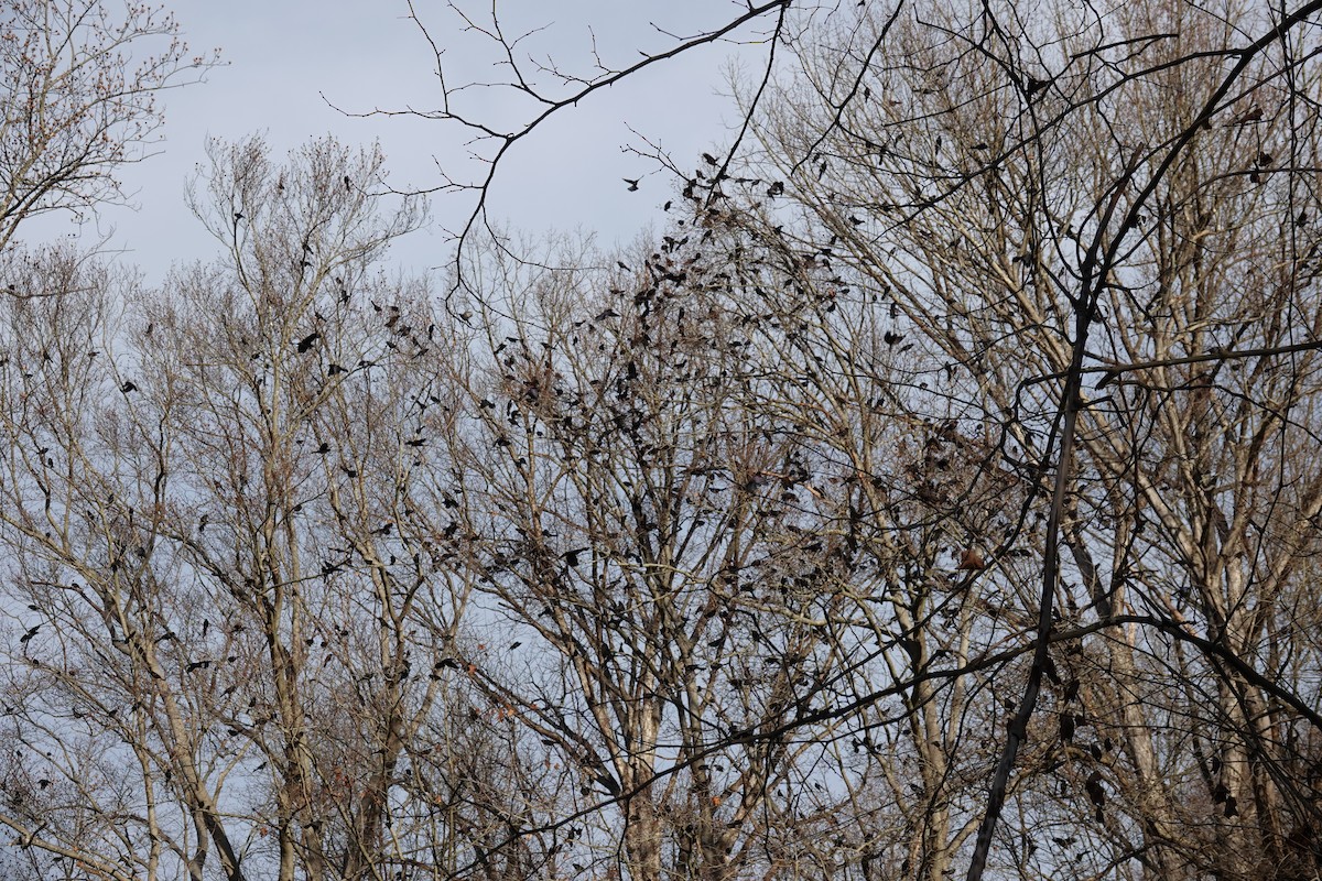 Common Grackle - ML646194517